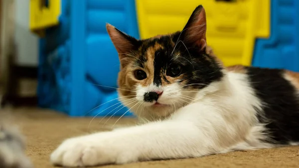 Chat multicolore avec une tache noire sur le museau, portrait d'un chat sur un fond flou coloré — Photo