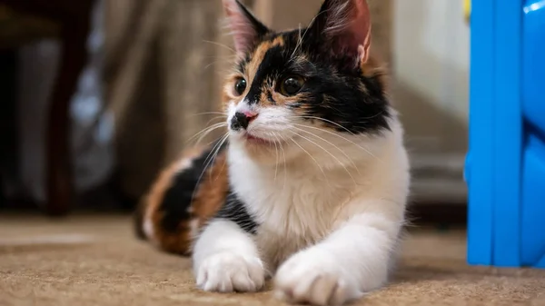 Gato multicolor con una mancha negra en el hocico, retrato de un gato sobre un fondo borroso de color —  Fotos de Stock