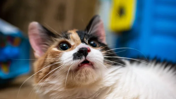 Chat multicolore avec une tache noire sur le museau, portrait d'un chat sur un fond flou coloré — Photo