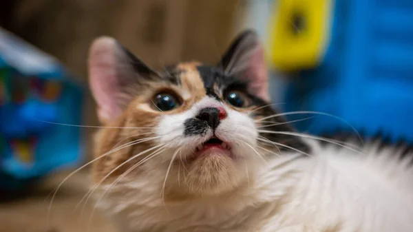 Gato multicolor con una mancha negra en el hocico, retrato de un gato sobre un fondo borroso de color — Foto de Stock