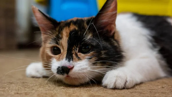 Gato multicolorido com uma mancha preta no focinho, retrato de um gato em um fundo embaçado colorido Imagens De Bancos De Imagens