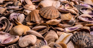 Deniz kabukları arka planda. Üst Manzara. genel plan.