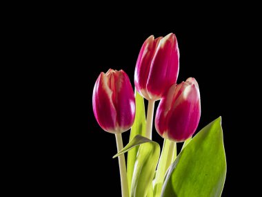 Siyah arka planda üç lale izole edilmiş. yalnız çiçek