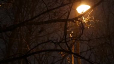 Bir sokak lambasının arka planında kar fırtınası