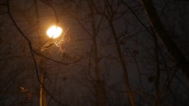 Tempesta di neve sullo sfondo di un lampione — Video Stock