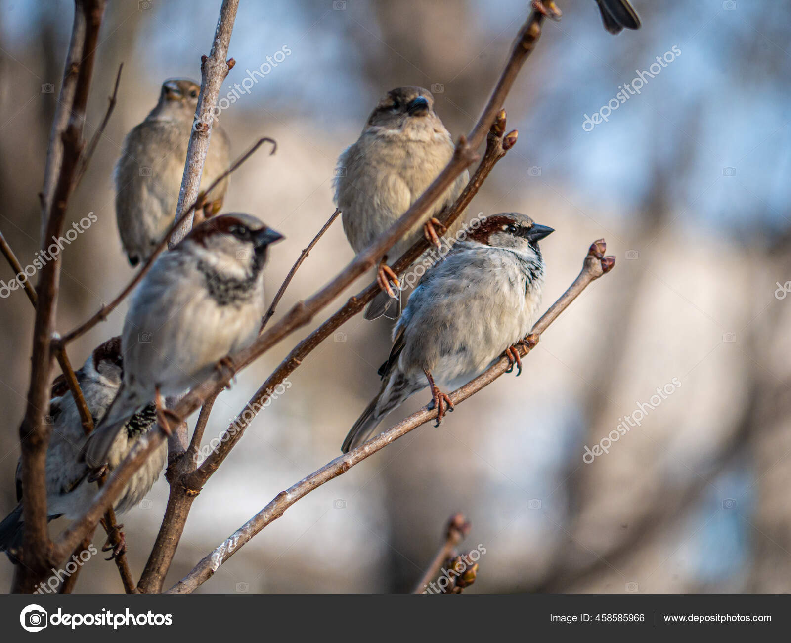 Satu Burung Gereja Stok Foto Satu Burung Gereja Gambar Bebas Royalti Halaman 7 Depositphotos