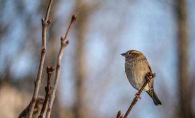 STREET kahverengi serçeler bir dala tünemiş, kuşlar bir akasya ağacının kalın dallarında. Vahşi ve özgür doğa. fotoğrafçılık. Sanatsal bulanıklık. düşük tutuş