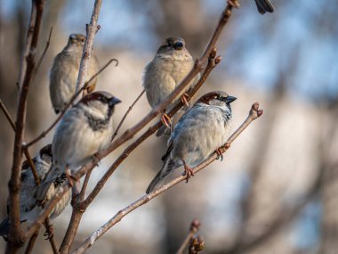 STREET kahverengi serçeler bir dala tünemiş, kuşlar bir akasya ağacının kalın dallarında. Vahşi ve özgür doğa. fotoğrafçılık. Sanatsal bulanıklık. düşük tutuş