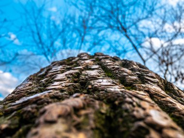 Kamera büyük bir ağacın gövdesi boyunca hareket eder. sesif odaklanma. düşük tutuş