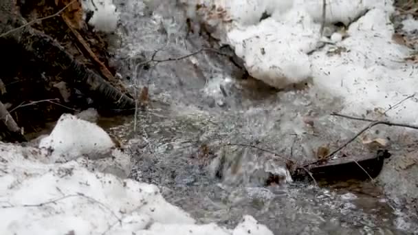 Vicino Creek Nei Boschi Inverno Scorre Acqua Naturale Piccolo Fiume — Video Stock