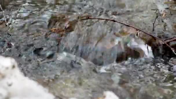 Fermer Creek Dans Les Bois Hiver Écoulement Eau Nature Petite — Video