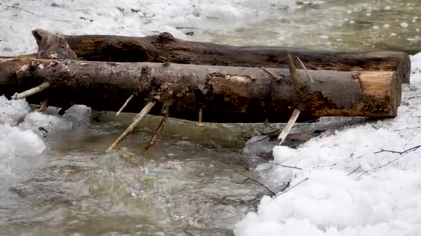 Nahaufnahme Bach Wald Winter Fließendes Naturwasser Kleiner Fluss Schneelandschaft — Stockvideo