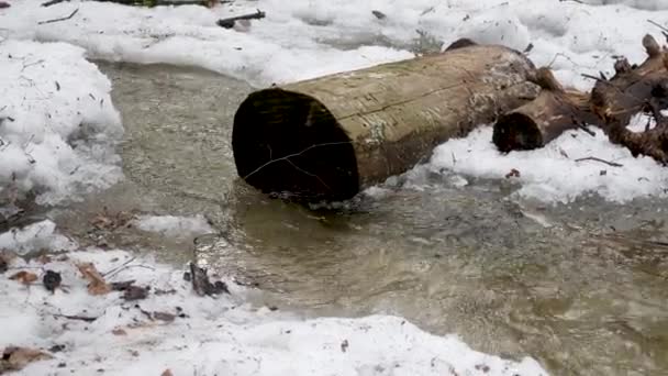 Vicino Creek Nei Boschi Inverno Scorre Acqua Naturale Piccolo Fiume — Video Stock