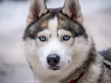 Mavi gözlü Gri Yetişkin Sibirya Husky Köpek portresi