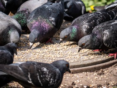 Sokak güvercinleri kanalizasyon kapağından tahıl gagalar. renk