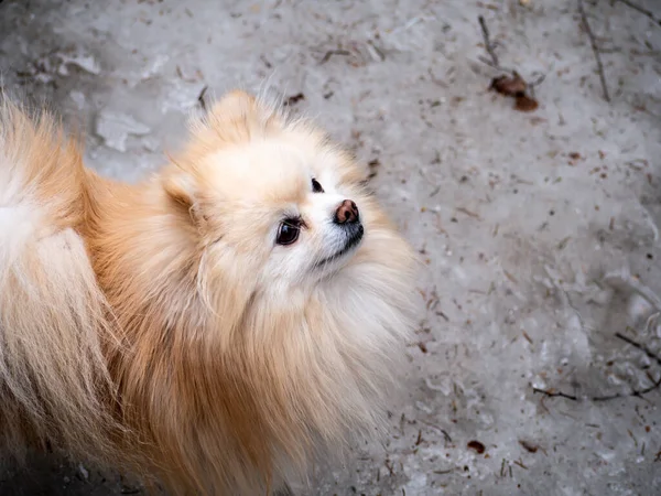 Spitz cinsinden bir köpeğin portresi. Bir evcil hayvan sahibine bakar. renk