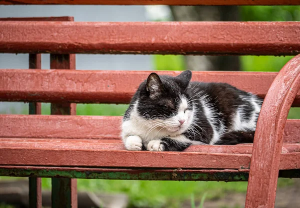 Вулична Кішка Спить Лавці Колір — стокове фото