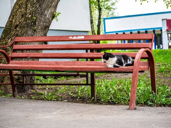 Вулична Кішка Спить Лавці Колір — стокове фото
