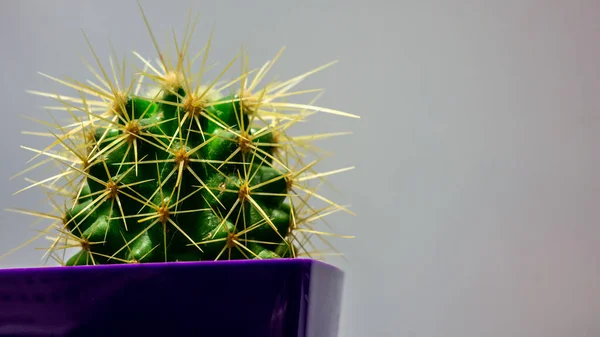 Beau Cactus Dans Pot Gros Plan Couleur — Photo