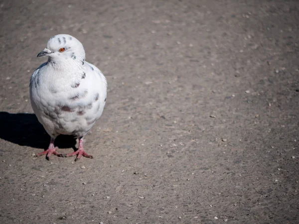 Belo pombo branco no asfalto. plano geral — Fotografia de Stock
