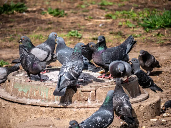 Gatuduvor kastar säd från kloakluckan. färg — Stockfoto