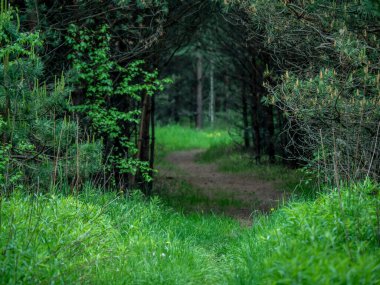Yeşil ormandaki patika. Doğa rengi. genel plan.