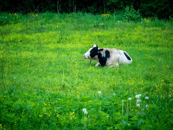 Молодая корова лежит на зеленом лугу. Домашнее животное на пастбище. Генеральный план — стоковое фото