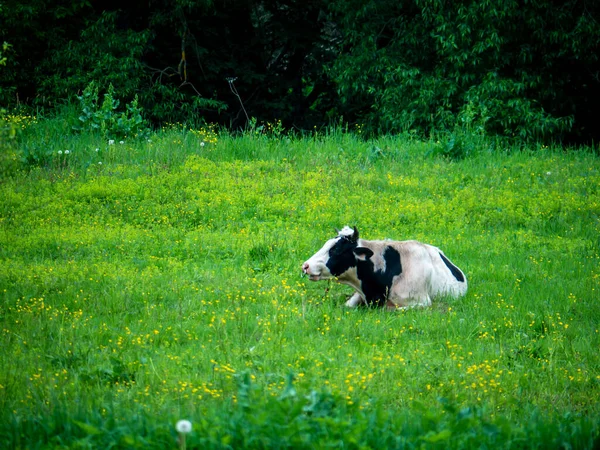 Vaca jovem deitada no prado verde. Animal doméstico no pasto. plano geral — Fotografia de Stock