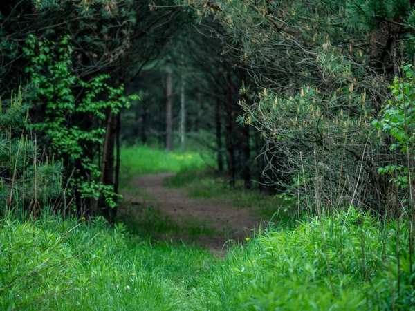 緑の森への道。自然色だ。総計画. — ストック写真