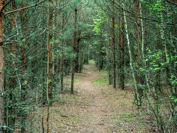Caminho na floresta verde. cor da natureza. plano geral. — Fotografia de Stock