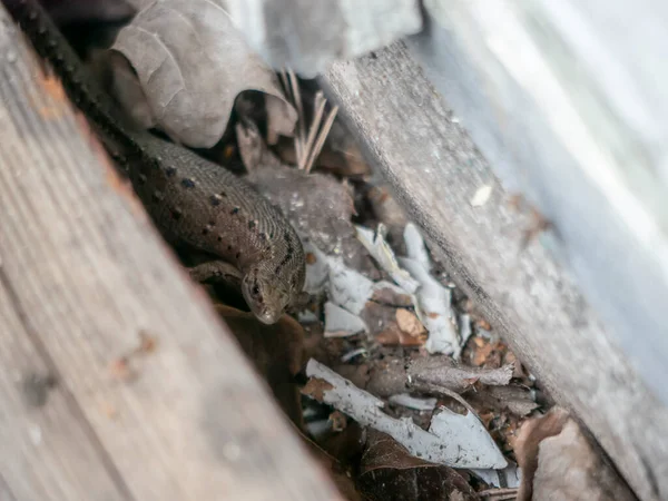 Pequeno Lagarto Com Uma Cauda Banha Sol Verão Sentado Tábuas — Fotografia de Stock