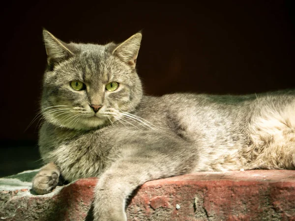 Feliz Gato Gris Yace Afuera Sobre Fondo Hormigón Foto Calle — Foto de Stock