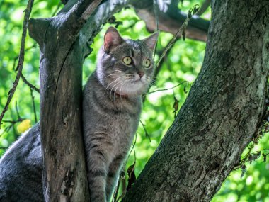 Tekir kedi ağaç dalında oturuyor, seçici odaklı..