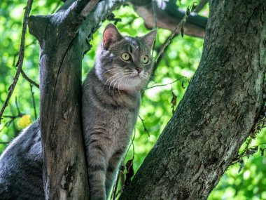 Tekir kedi ağaç dalında oturuyor, seçici odaklı..