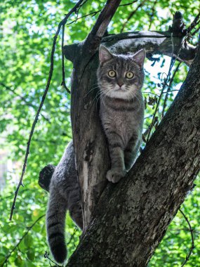 Tekir kedi ağaç dalında oturuyor, seçici odaklı..