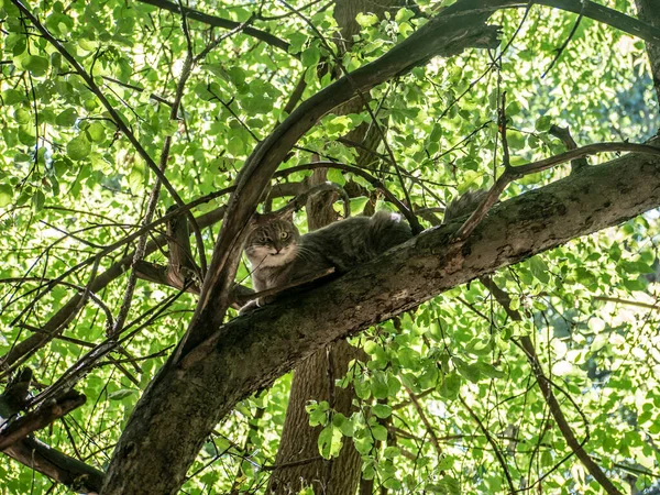 塔比猫坐在树枝上，选择性地集中注意力. — 图库照片
