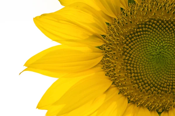 Girasol, enfoque selectivo — Foto de Stock