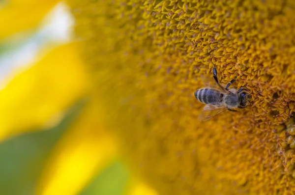 Girasol, enfoque selectivo — Foto de Stock