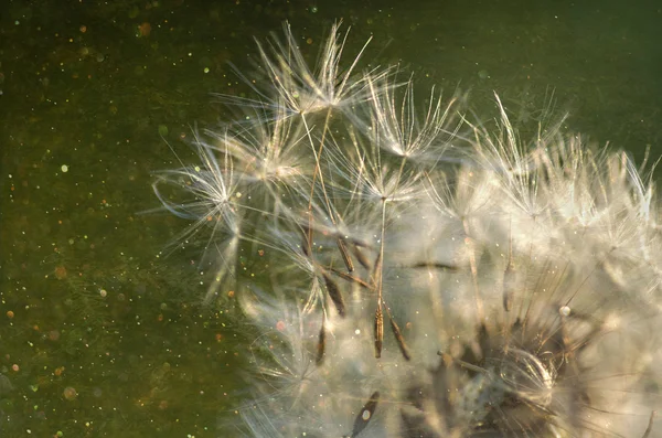 Macro paardebloem zaad — Stockfoto