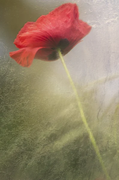 Papoula em flor — Fotografia de Stock