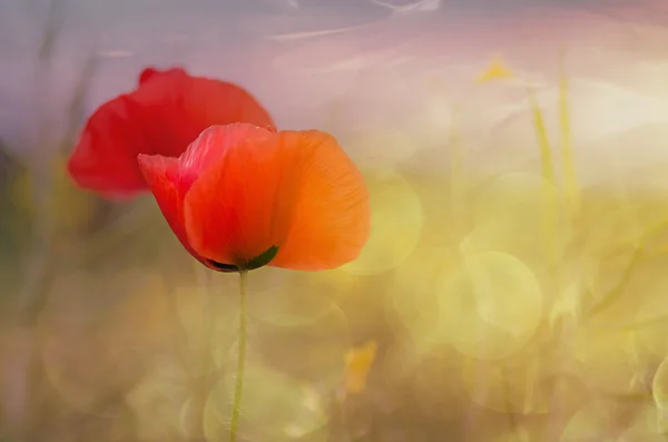 Papoula em flor — Fotografia de Stock