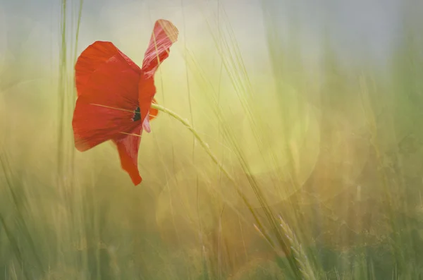 Amapola en flor — Foto de Stock