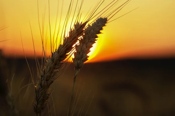 Wheat in a field — Stock Photo, Image