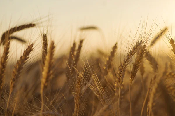 Wheat in a field — Stock Photo, Image