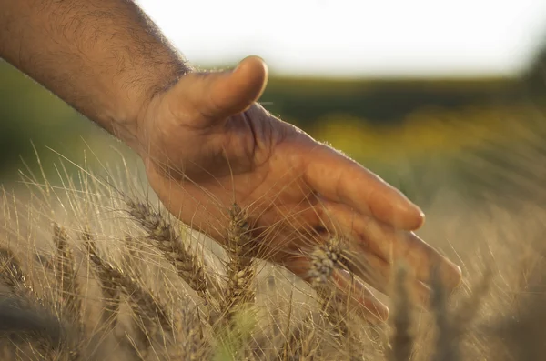 Healthy crop of wheat in a field — Stock Photo, Image