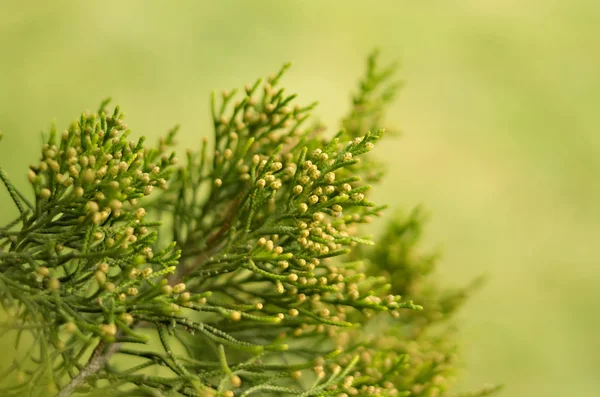 Young pine branch — Stock Photo, Image