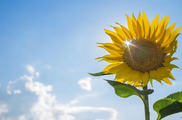 Girasol — Foto de Stock