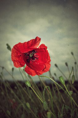 Poppy yağmurda