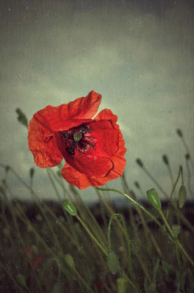 Poppy in rain — Stock Photo, Image