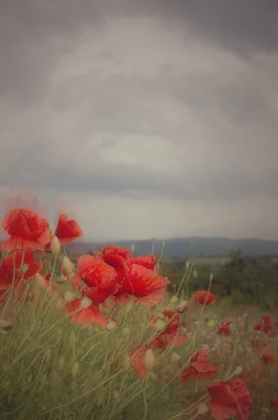 Papoilas em flor — Fotografia de Stock